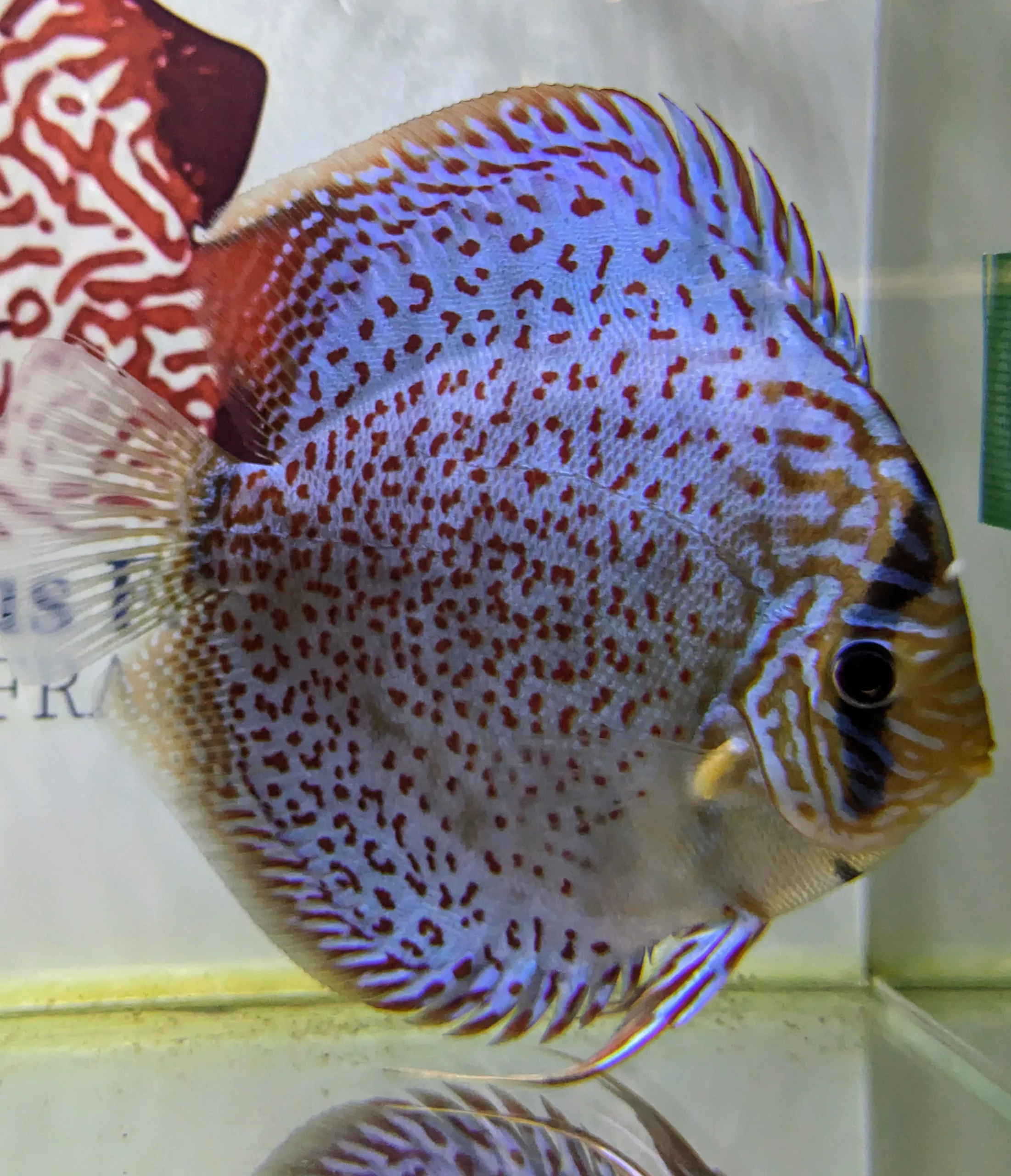 Shop | Chicago Discus | Your discus fish specialty store