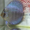 Discus adulte léopard ring