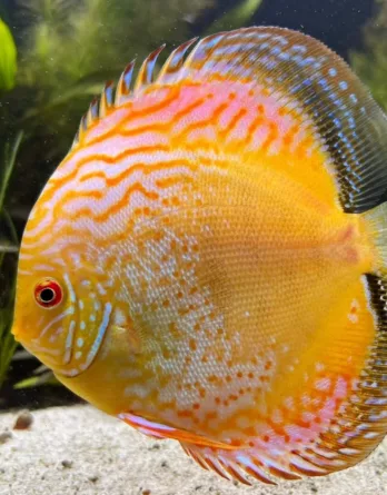 Discus base Jaunes black/Red rim