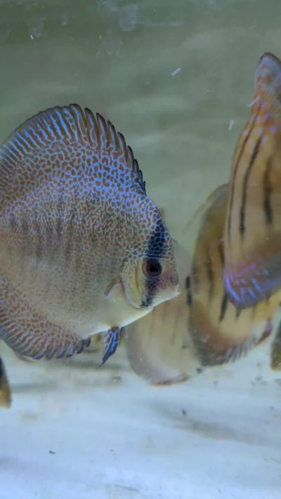 Couple Super Panthera