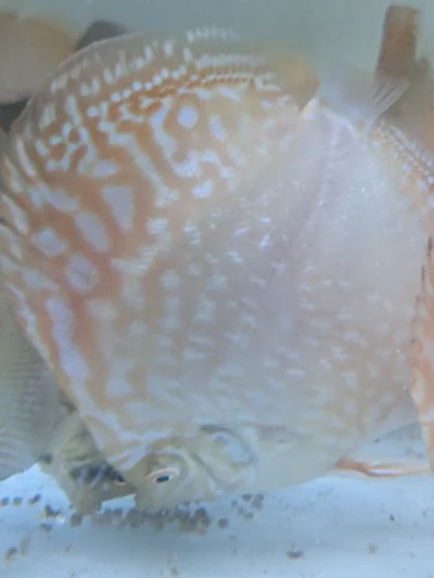 Couple pigeon Jaguars blood line