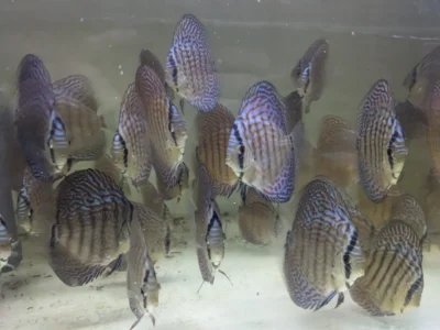 Lot 10 Discus