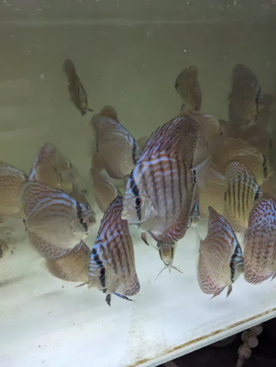 Lot 10 Discus