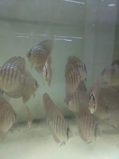 Lot 10 Discus