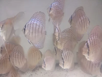 Lot 10 Discus