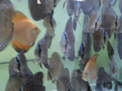 Lot 10 Discus