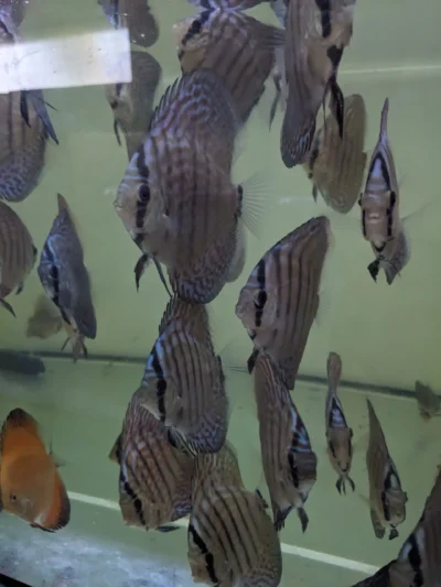 Lot 10 Discus