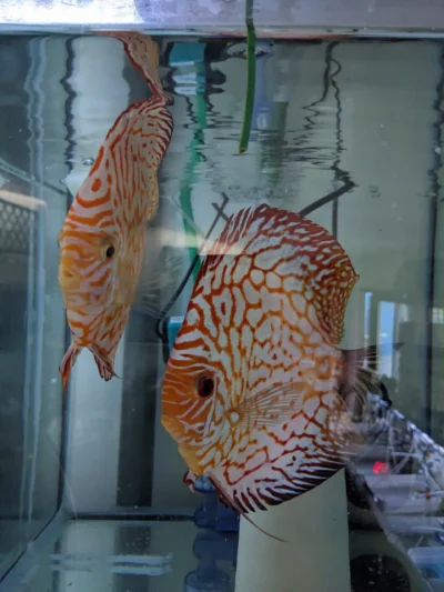Couple pigeon Jaguars blood line