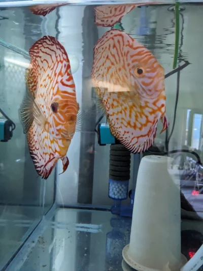 Couple pigeon Jaguars blood line