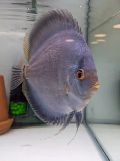 Couple Blue diamonds scorpion