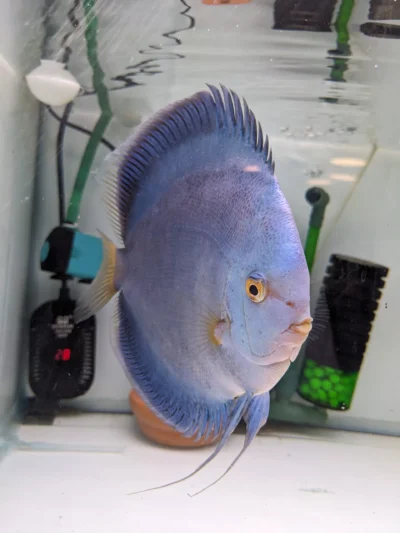 Couple Blue diamonds scorpion