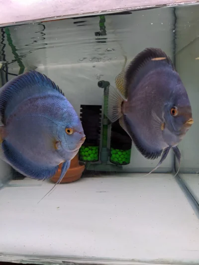 Couple Blue diamonds scorpion