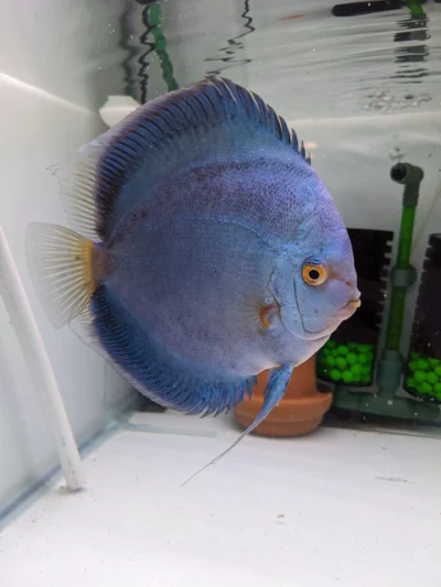 Couple Blue diamonds scorpion