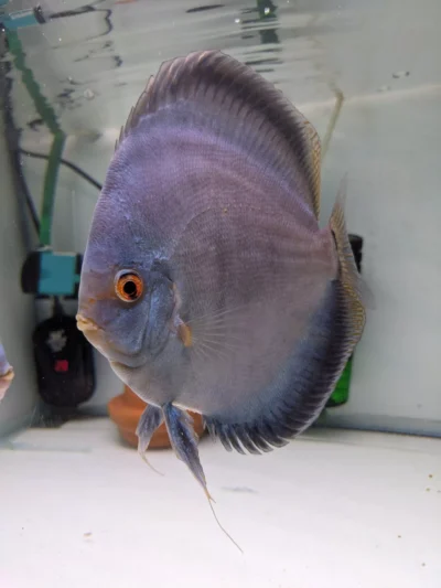 Couple Blue diamonds scorpion