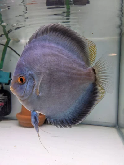 Couple Blue diamonds scorpion