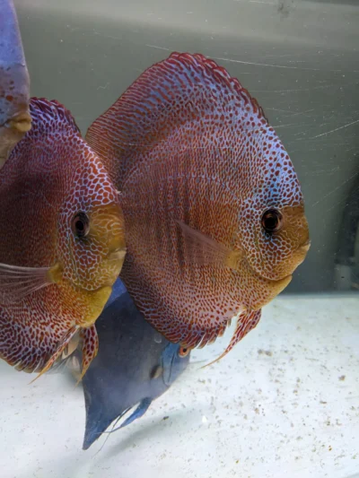 Couple Super Panthera