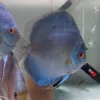 Couple Blue diamonds ♥