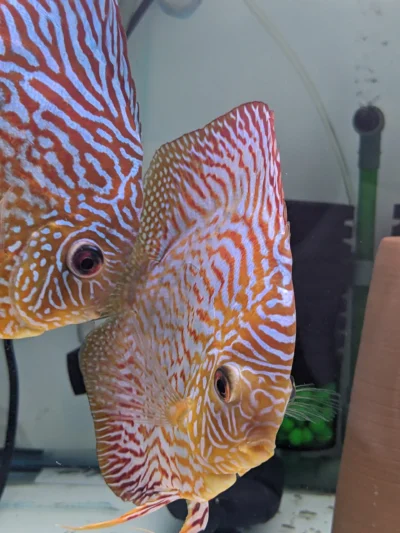 Couple Discus Maze Heckel cross