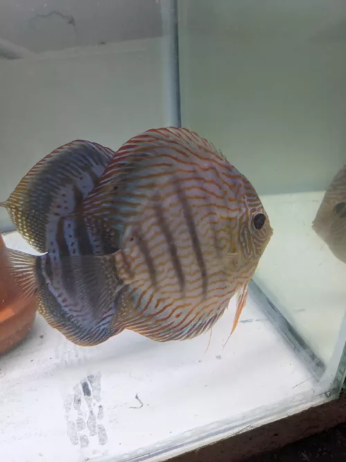 Couple Discus Maze X Heckel cross