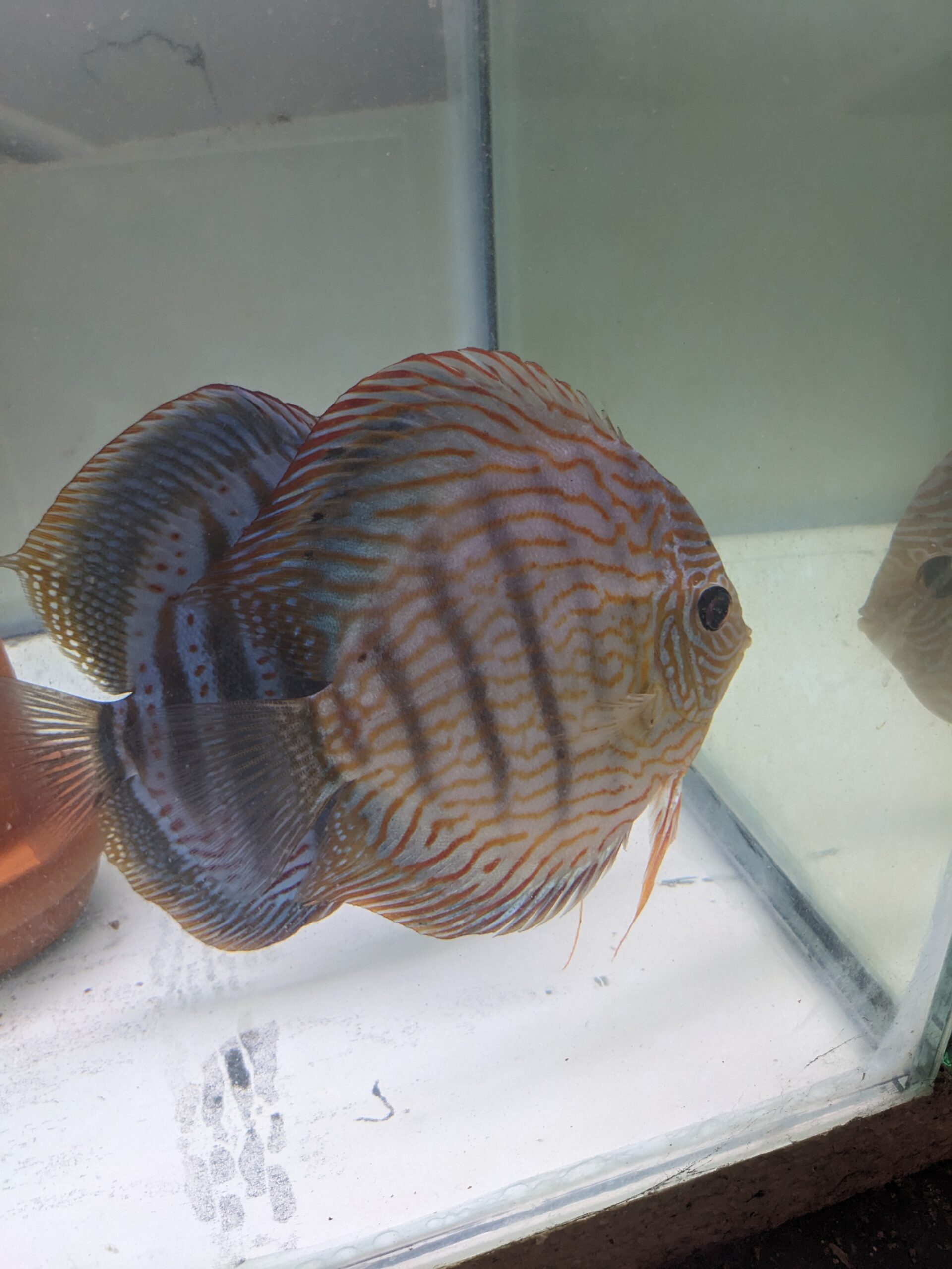 Couple Discus Maze X Heckel cross - Discus Farm JDL France - La Qualité ...