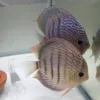 Couple Discus Maze X Heckel cross