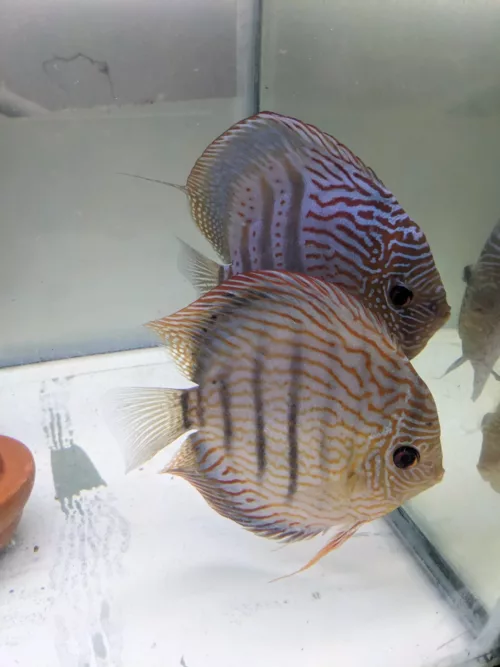 Couple Discus Maze X Heckel cross
