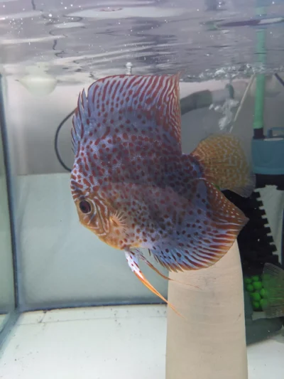 PXL_20230628_225241681 Couple Discus Leopard