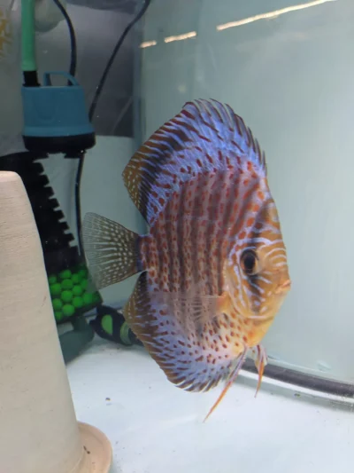 PXL_20230628_225246308 Couple Discus Leopard