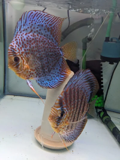 PXL_20230628_225259258.MP Couple Discus Leopard