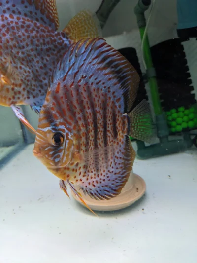 PXL_20230628_225302350 Couple Discus Leopard