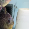 Couple Discus snakeskin avec petits