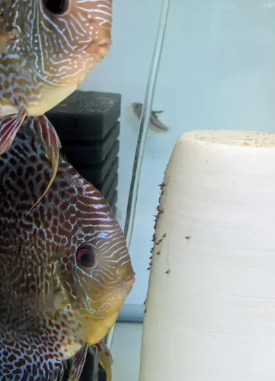 Couple Discus snakeskin avec petits