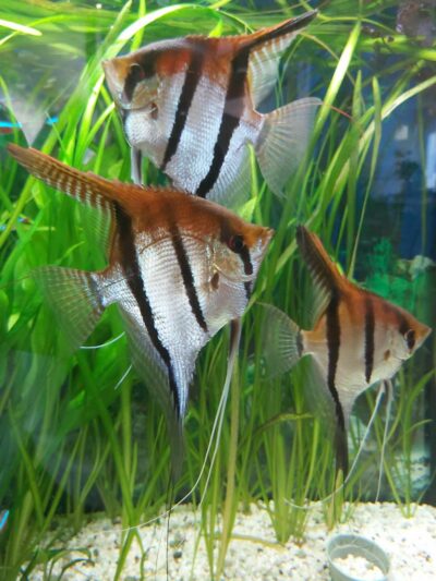Scalaires manacapuru type wild