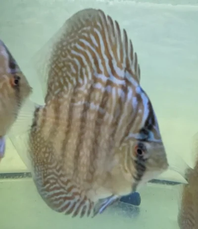 discus turquoise tiger