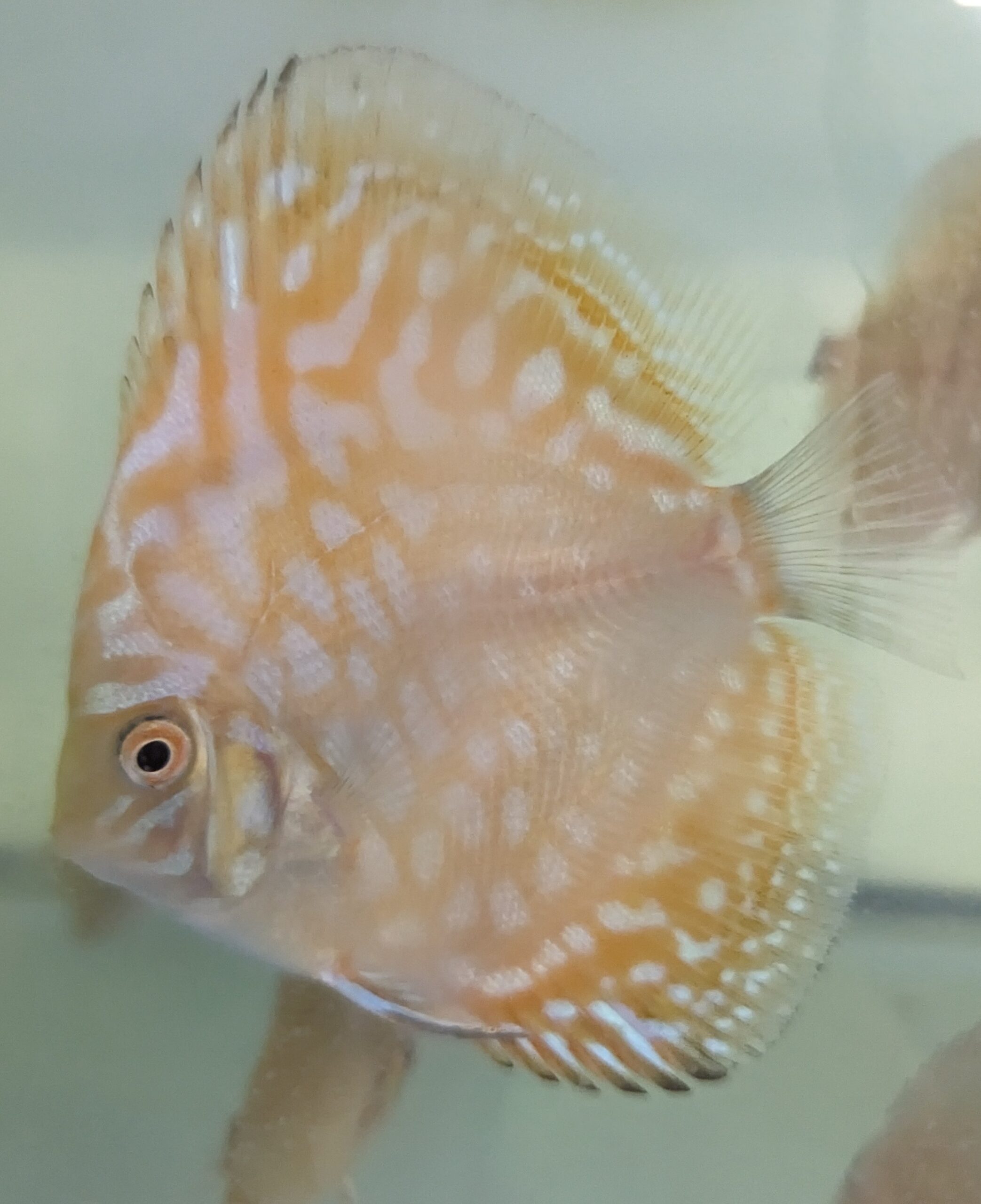 Stockliste Discus - Discus Farm JDL France - La Qualité élevée en France
