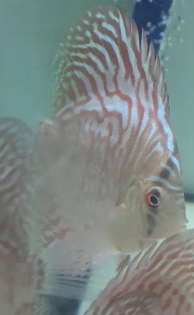 Discus turquoise tiger
