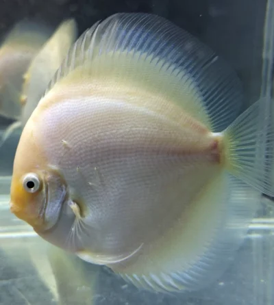 Discus snow white