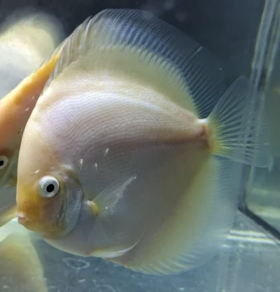 discus-snow-white-femal-left2 Couple de Discus Snow White