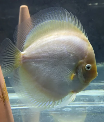Discus snow white