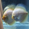 couple de discus