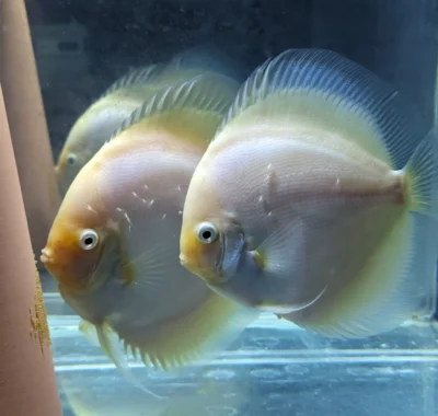 discus-snow-white-pair-2 couple de discus