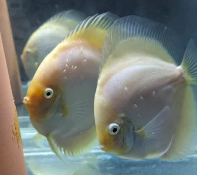 discus-snow-white-pair Couple de Discus Snow White