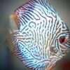 discus-turquoise-tiger