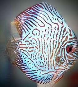 discus-turquoise-tiger