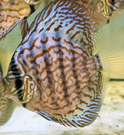 Très beau jeune turquoise brillant de 10 11 cm