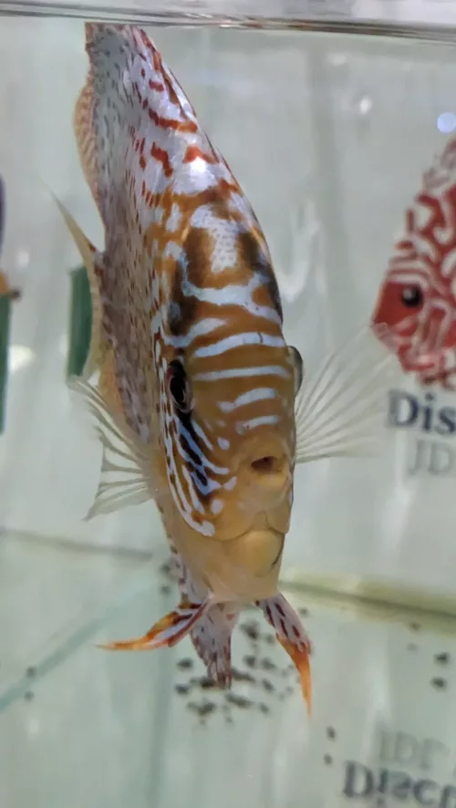 discus leopard adulte