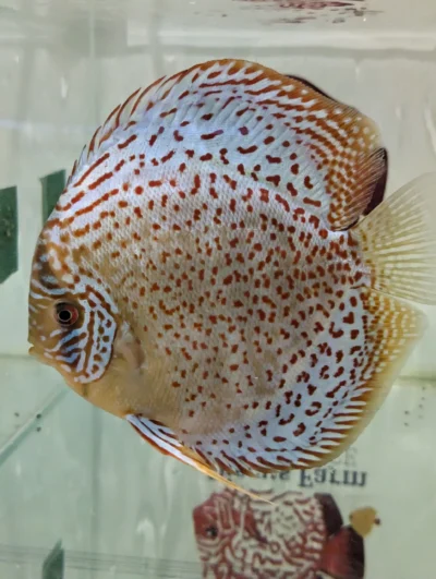 discus leopard adulte