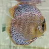 discus leopard adulte