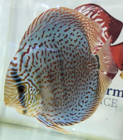 discus leopard adulte numero 0010