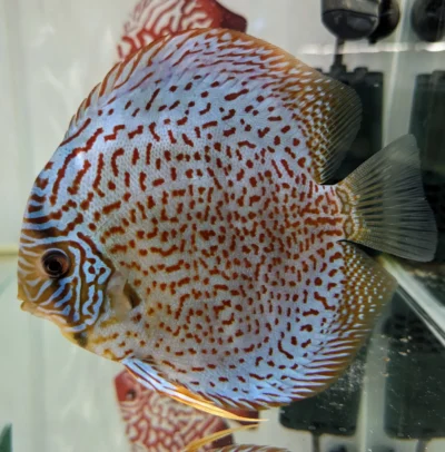 discus leopard adulte numero 0010